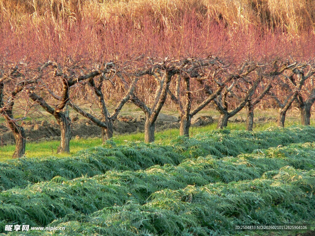 春日桃林田园美景