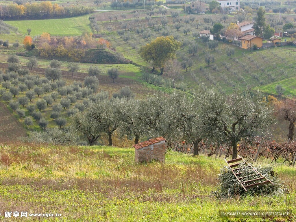 田园风光中的橄榄树景观
