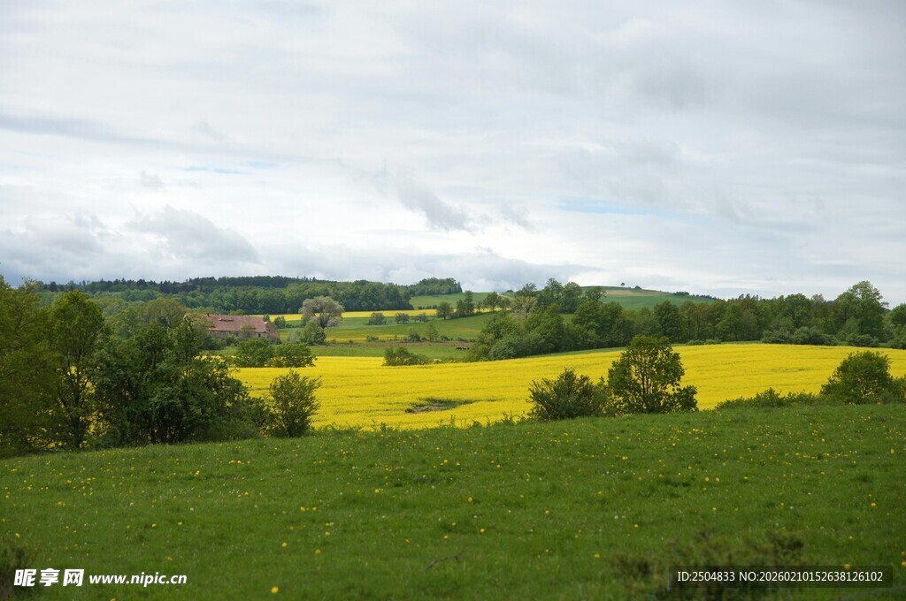 田园油菜花海美丽风光