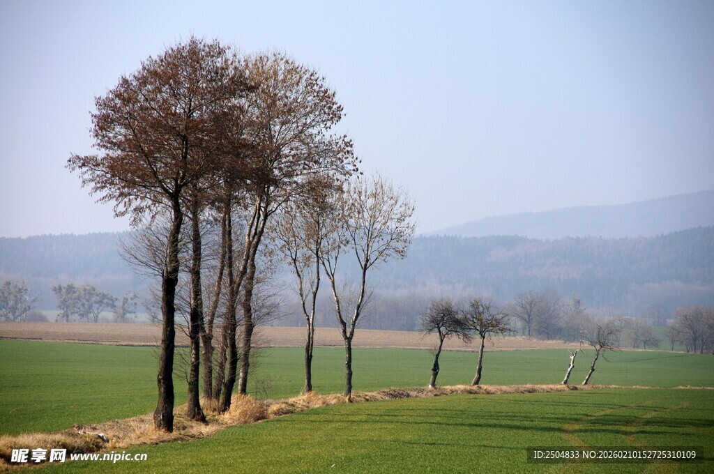 田野边的几棵光秃树木