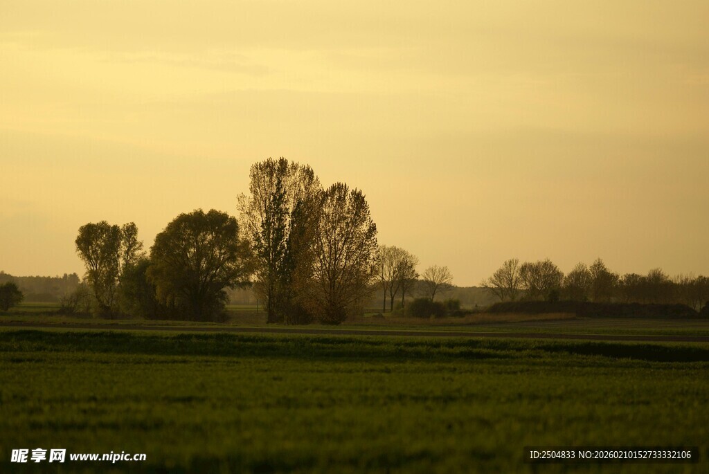 黄昏下的田野与树木