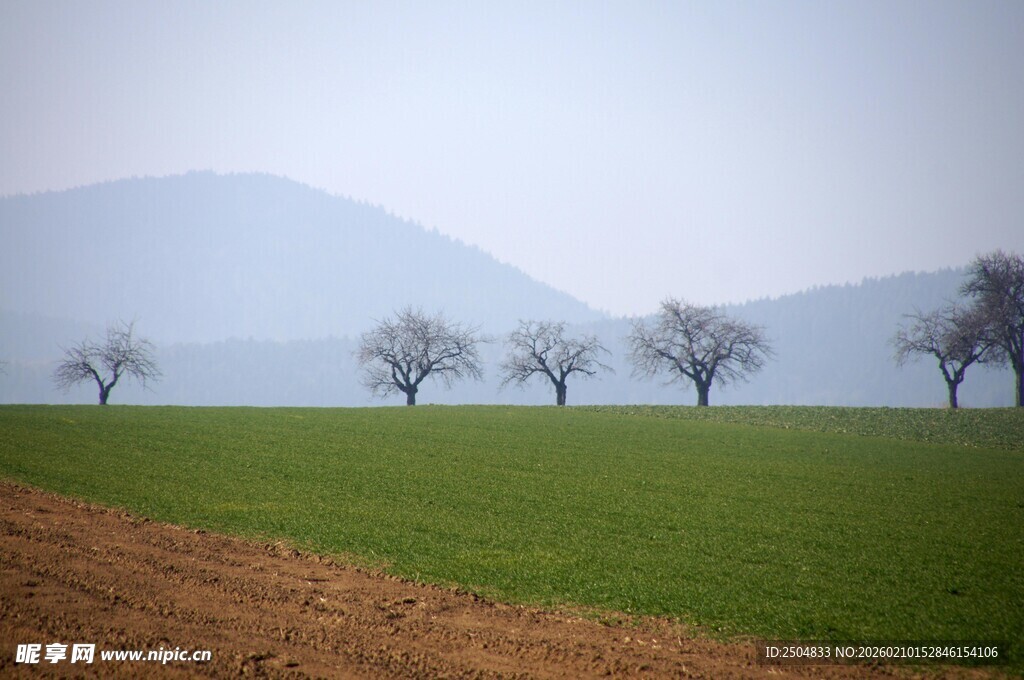 田野孤树 远山朦胧之景