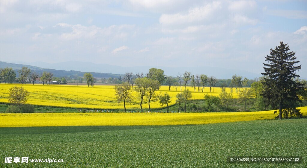 金黄油菜田的田园风光
