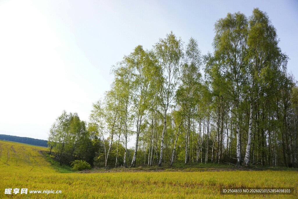 原野上的挺拔白桦林