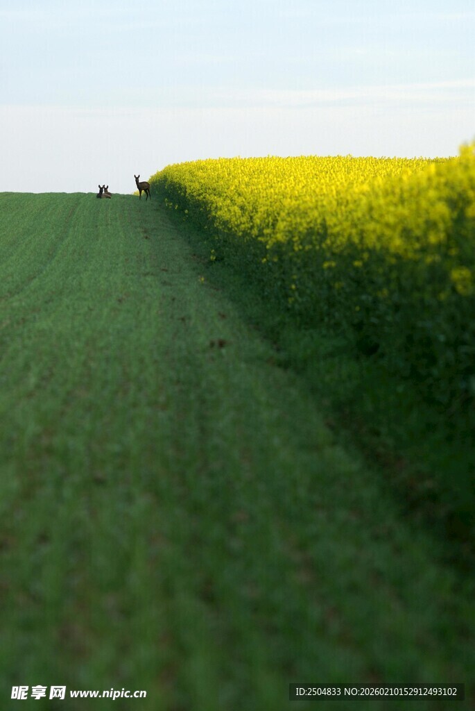 田野间黄绿相间的美丽景致