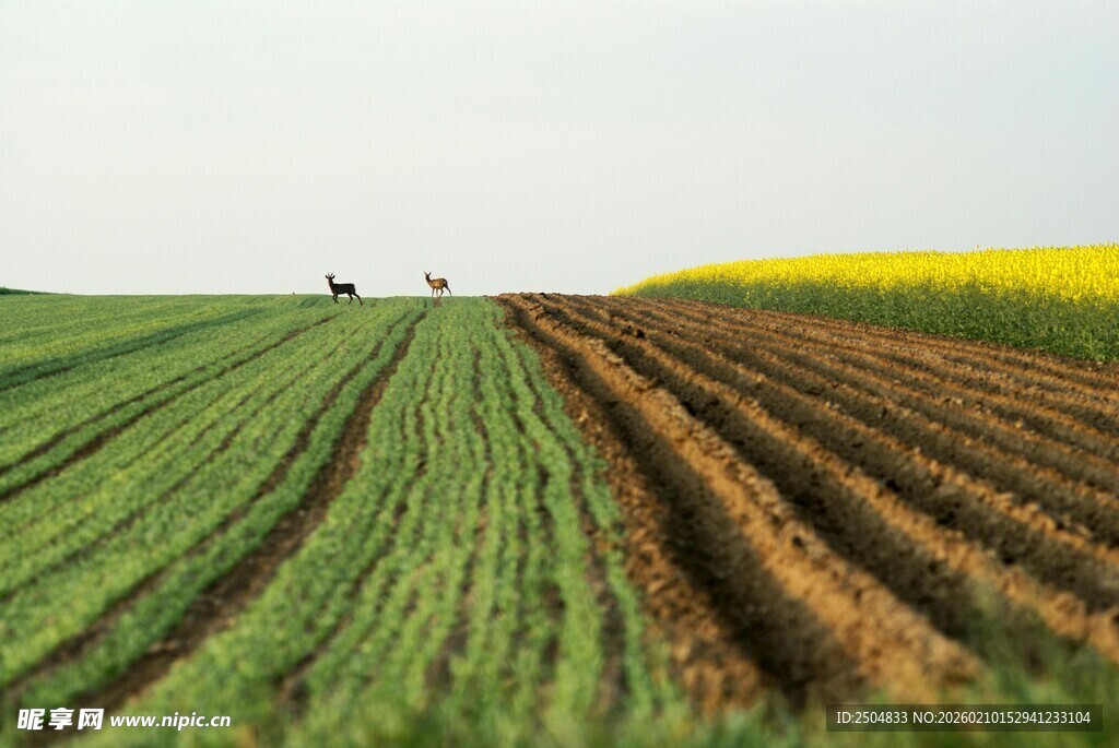 田野间的耕种景象