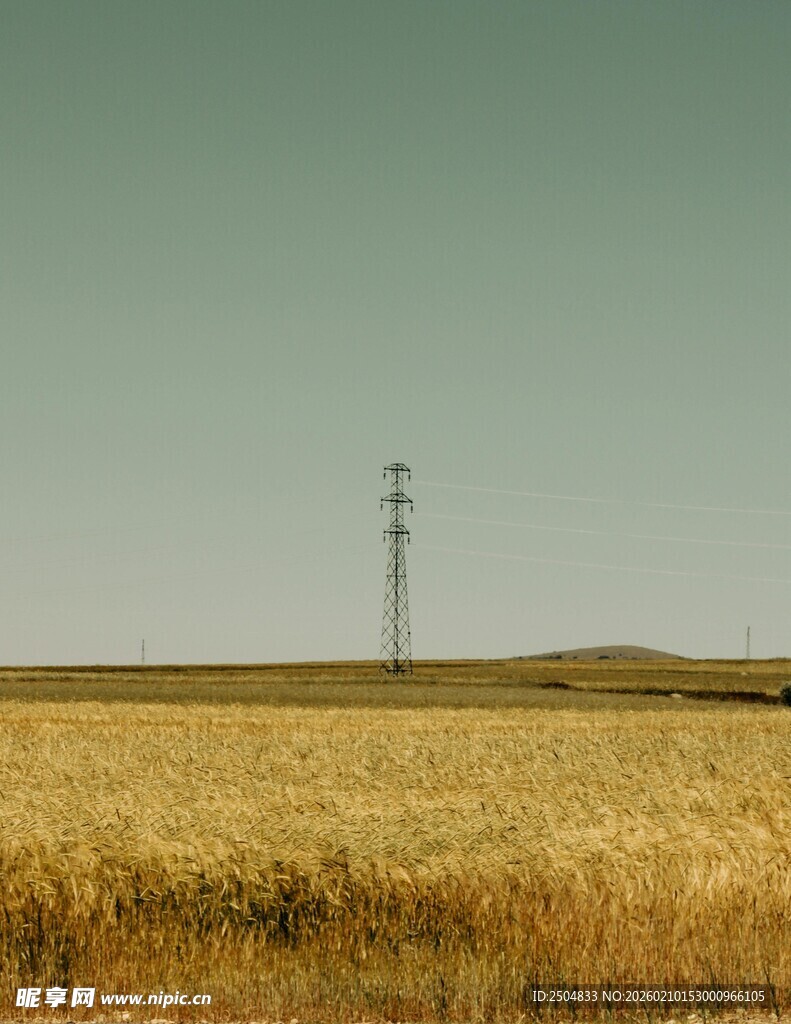 金黄麦田中的高耸电塔
