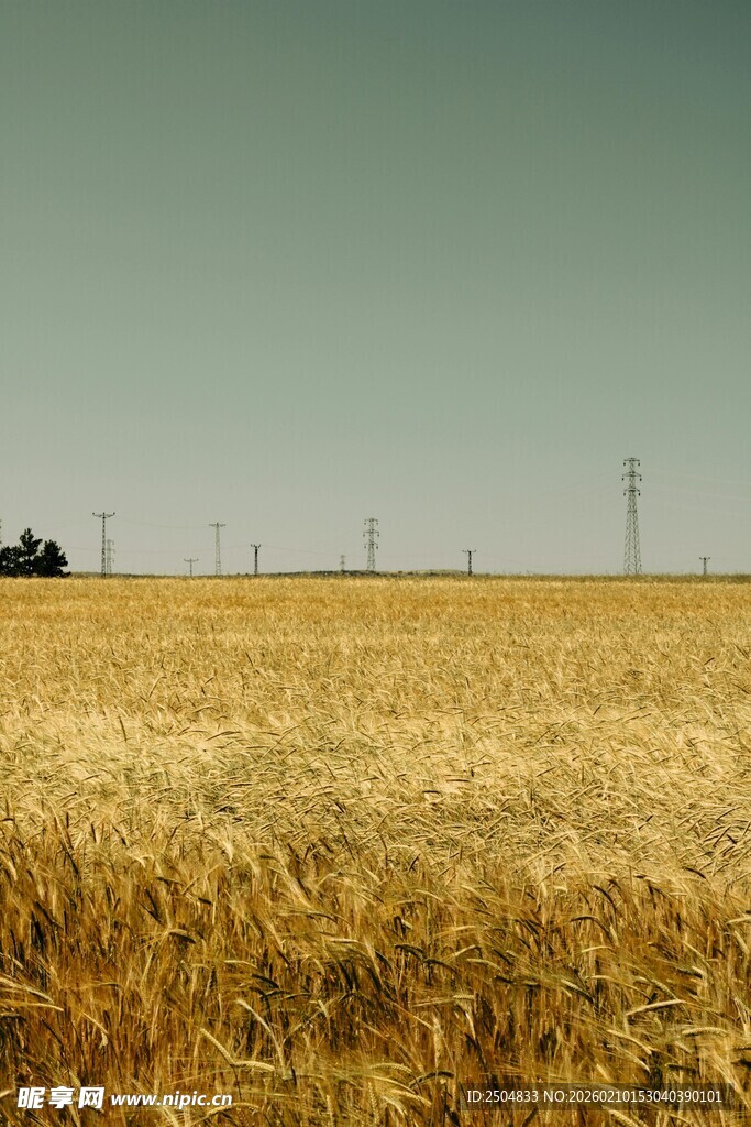 金黄麦田中的农机作业