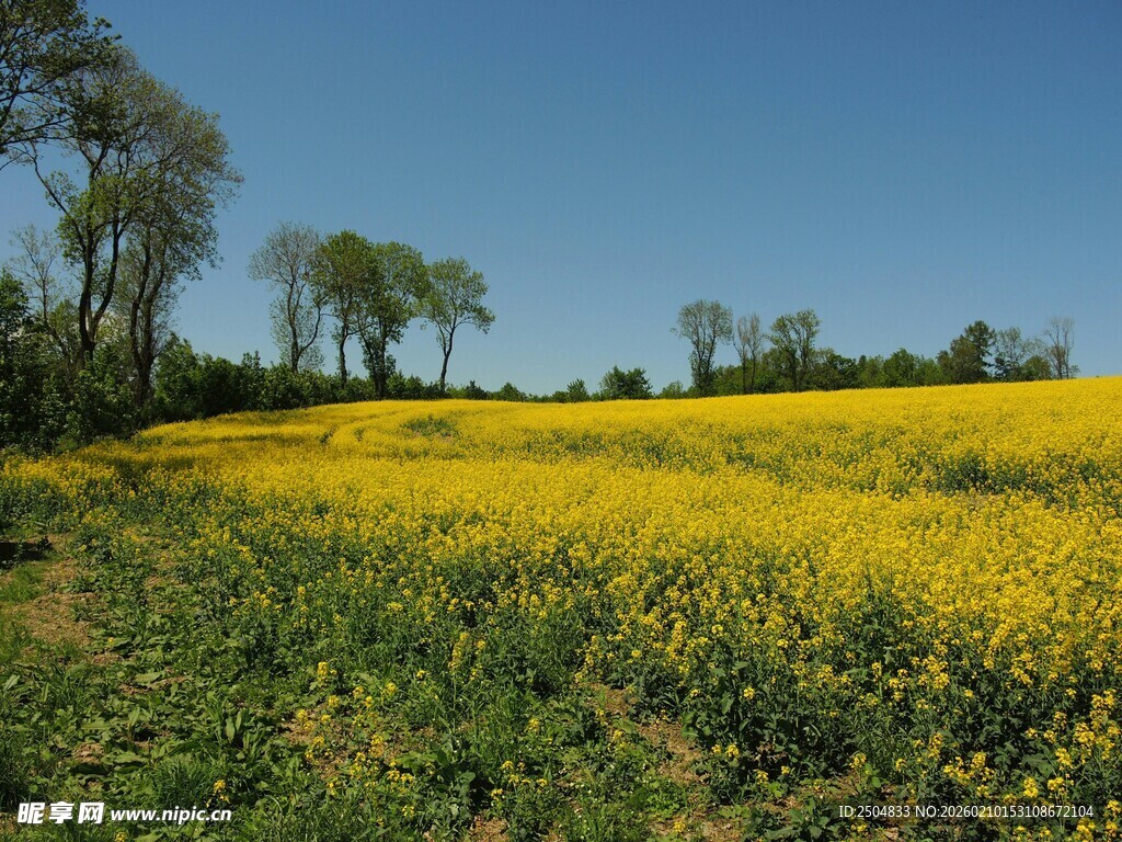金黄油菜花田的春日风光