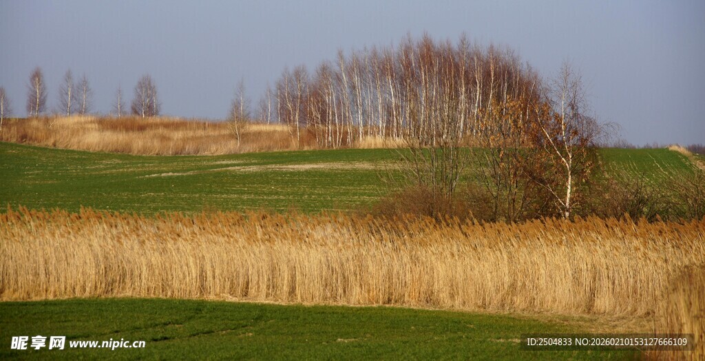 田野风光 树木点缀的美景