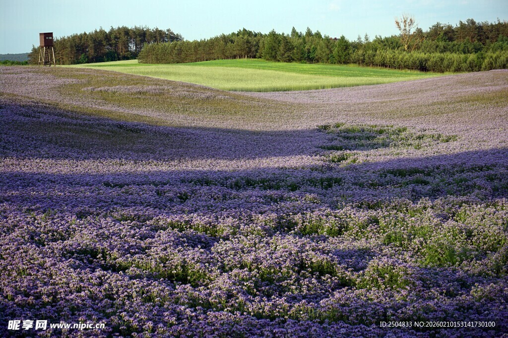紫色薰衣草田的美丽风光