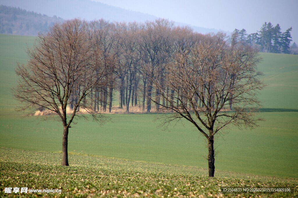田野中的孤独树木