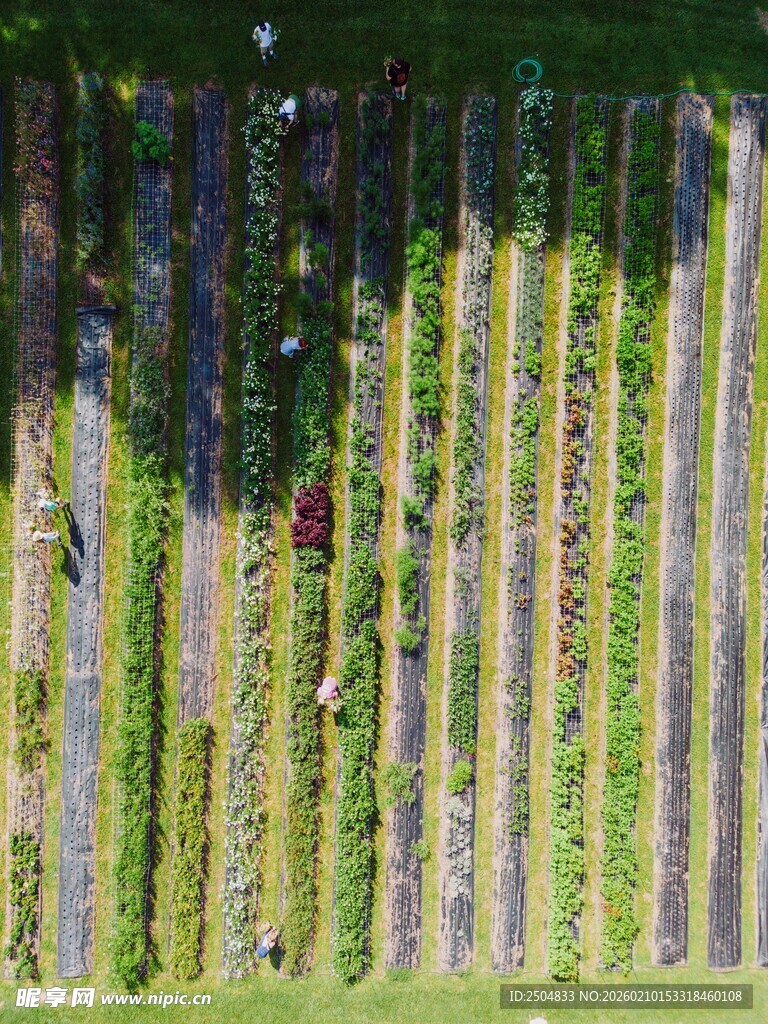 俯瞰整齐排列的农田