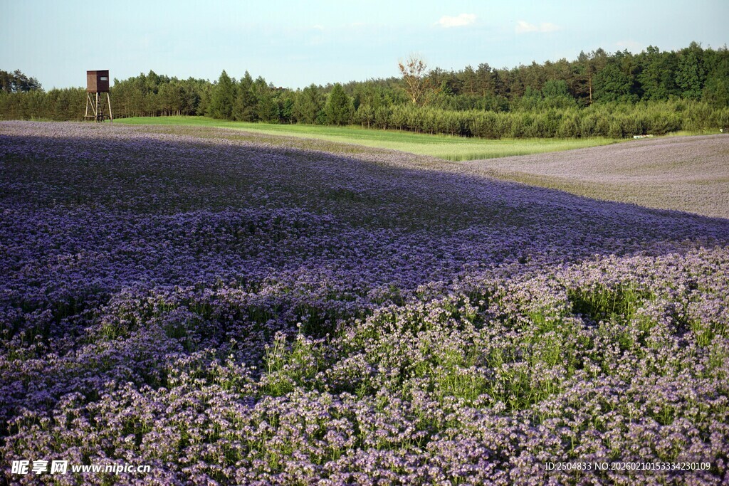 紫色薰衣草田的美丽景致