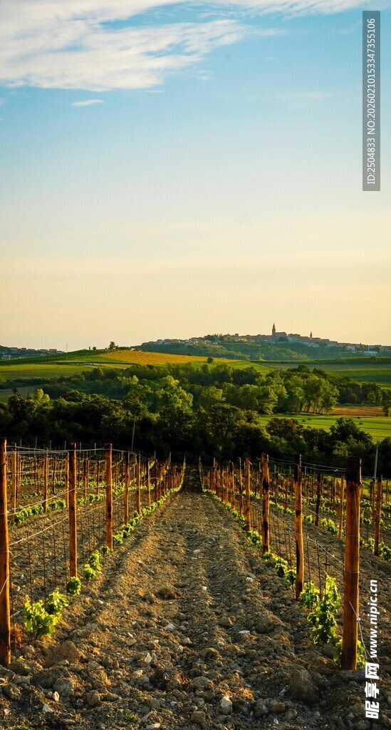 田园风光中的葡萄种植园