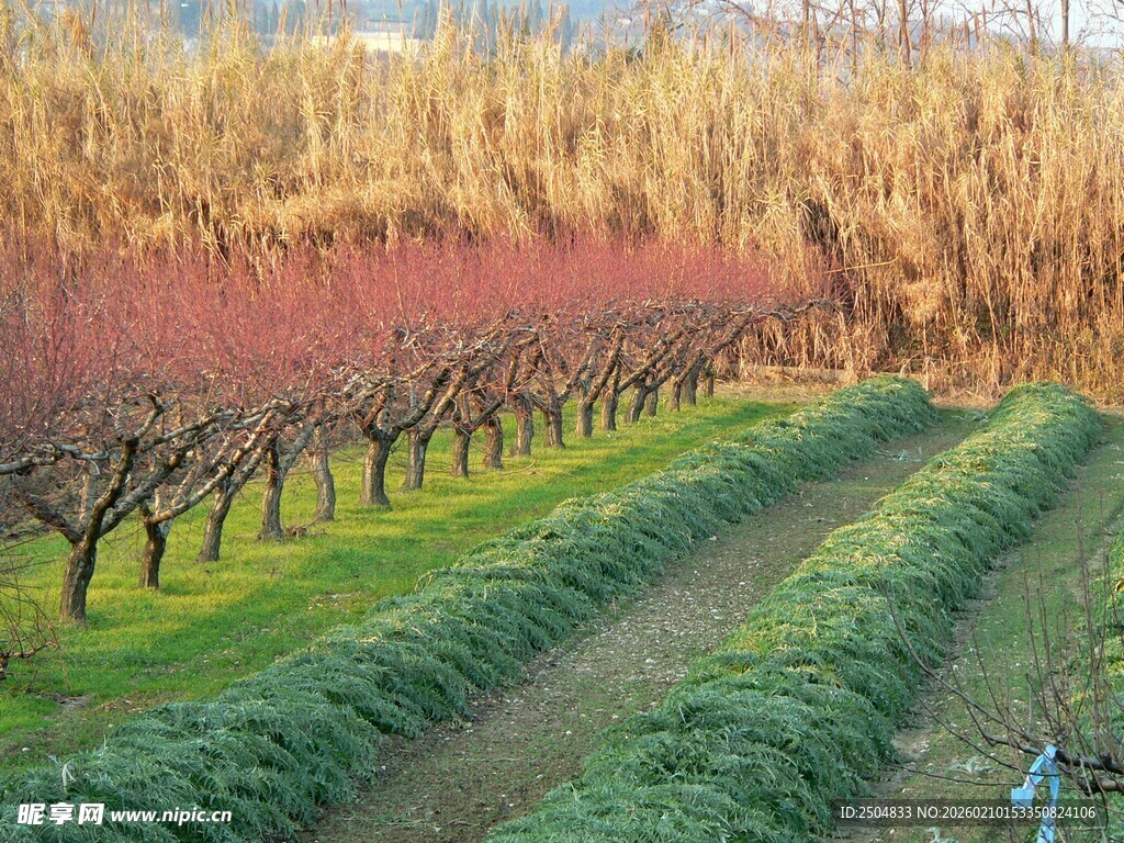 春日果园美景