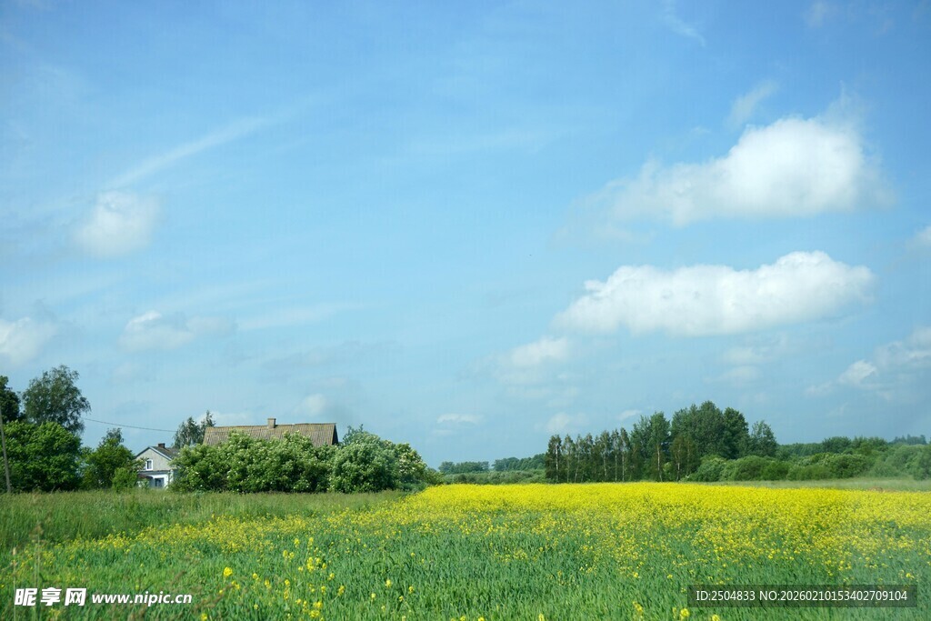田园油菜花美景