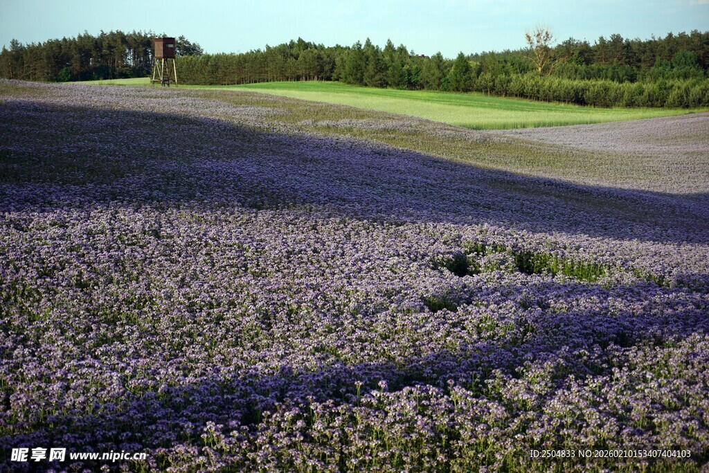 紫色薰衣草花田美景