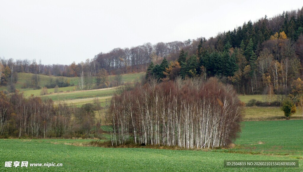 乡村田野中的树木景观