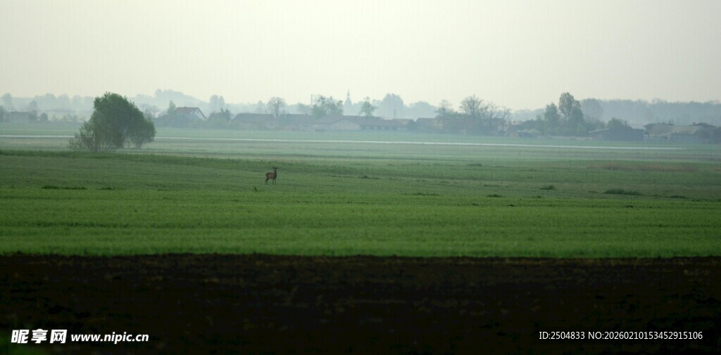 晨雾中的广袤田野