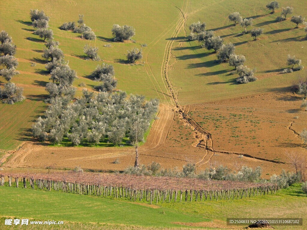 俯瞰田野中的树木景观