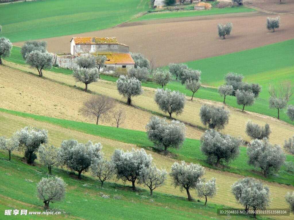 田园橄榄树景观