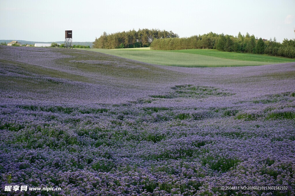 紫色薰衣草田的美丽风光