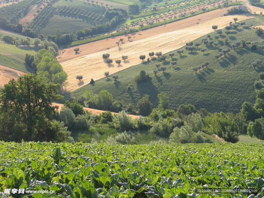 田园风光中的绿色田野
