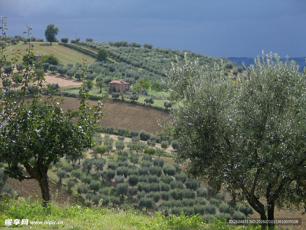 田园橄榄树景观