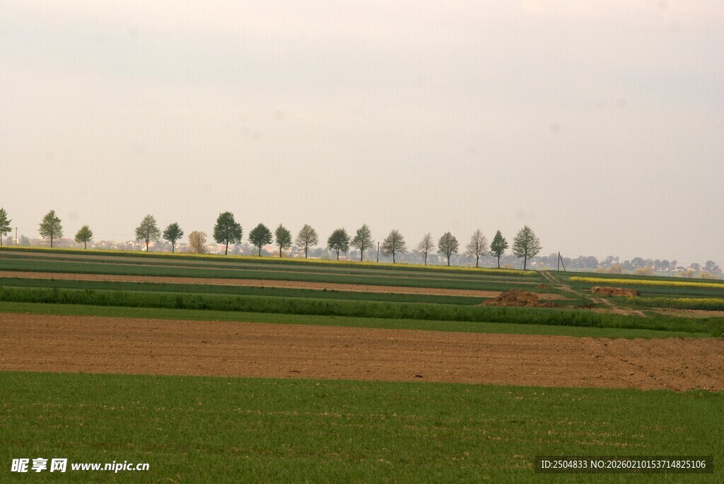 田野风光 远处树木林立