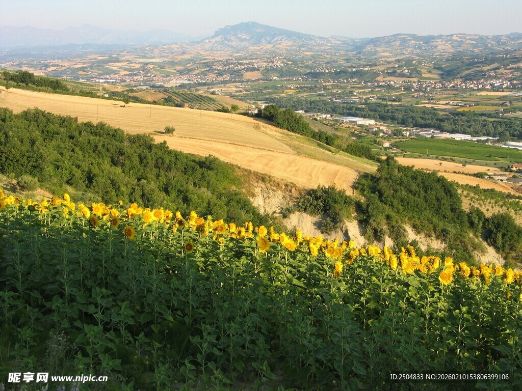山坡上的向日葵花海
