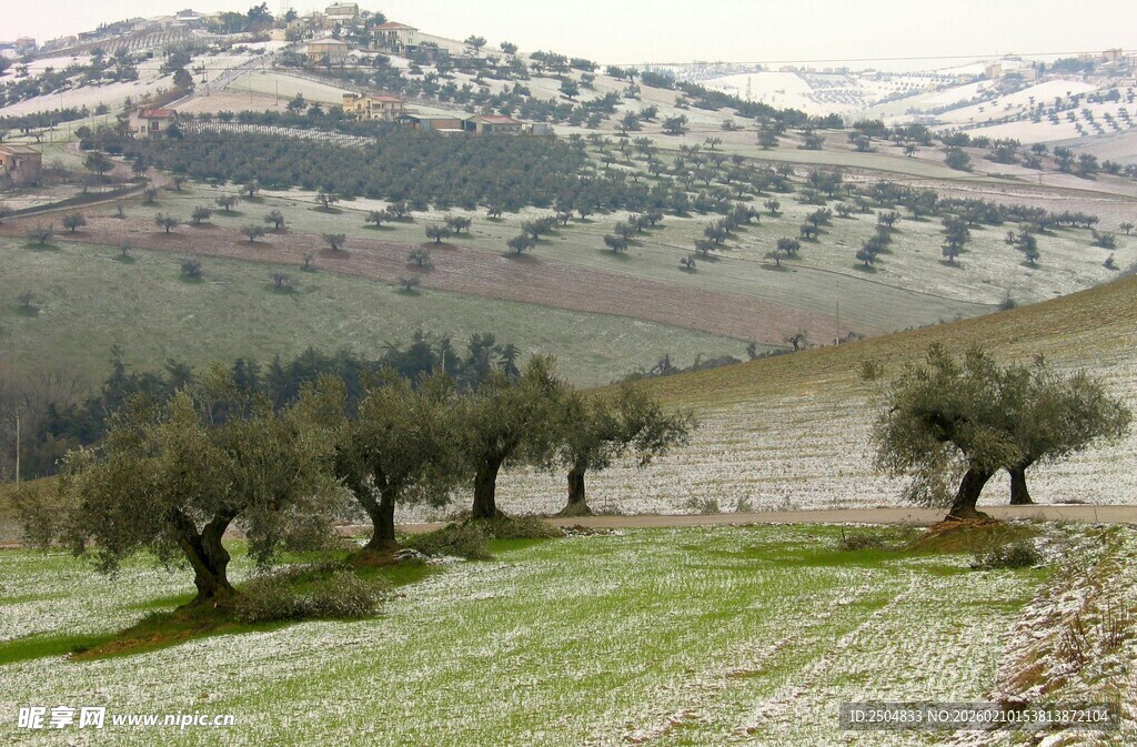 田园橄榄树风景图