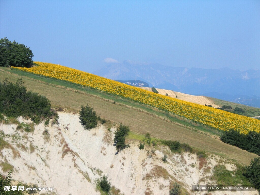 山坡上的灿烂黄色花田