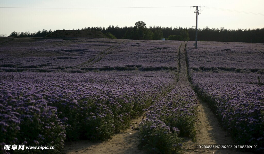 紫色薰衣草田的迷人风光