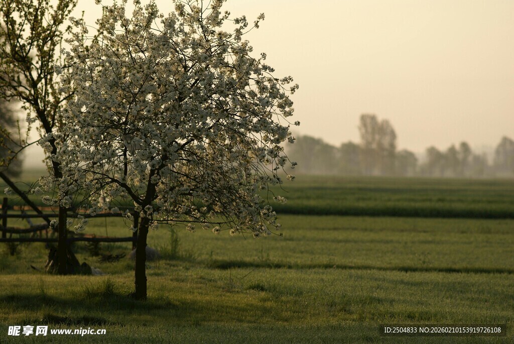 田野边的树木与朦胧远景
