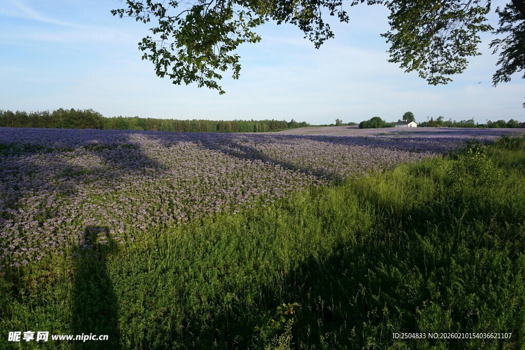 薰衣草田中的人影与树影