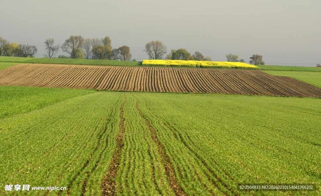 广袤农田绿意盎然