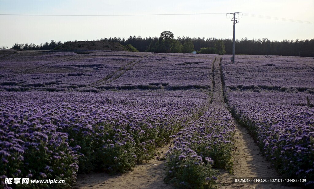 紫色薰衣草田的美丽风光