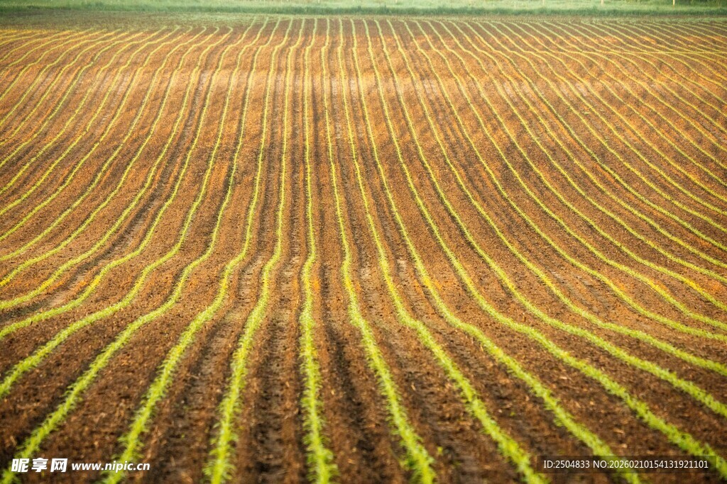 金色农田里的整齐作物