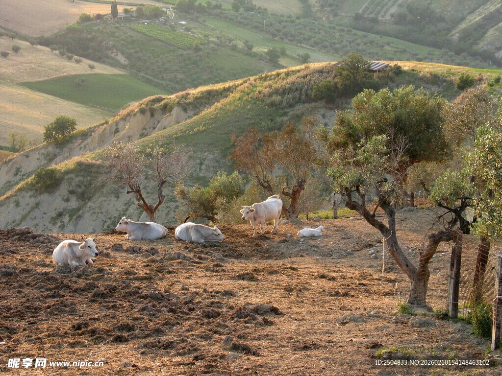 乡村田野中的羊群与树木