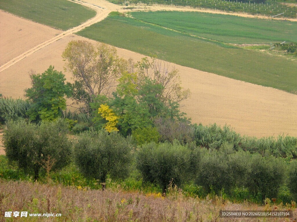 田园风光中的绿树与田野