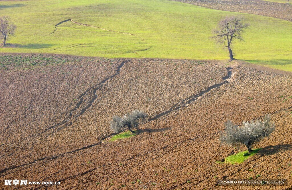 田野孤树风景图
