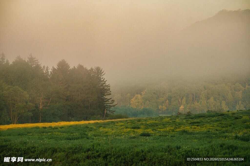 晨雾中的绿野与林木