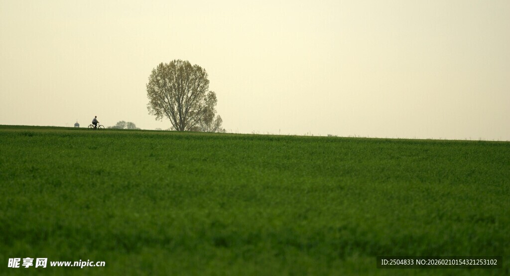 田野孤树 静谧自然之景