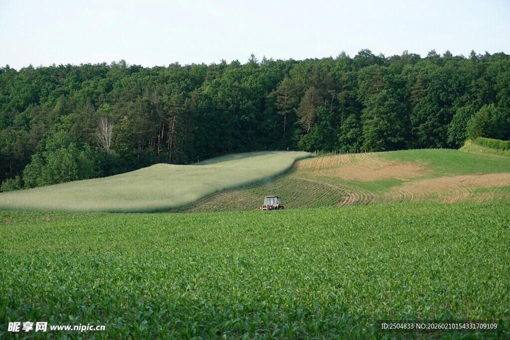 绿色田野与远处葱郁树林