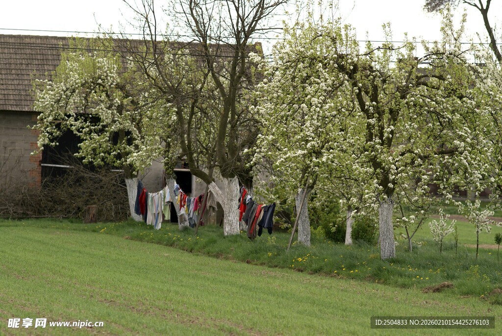 户外树下人群聚会场景