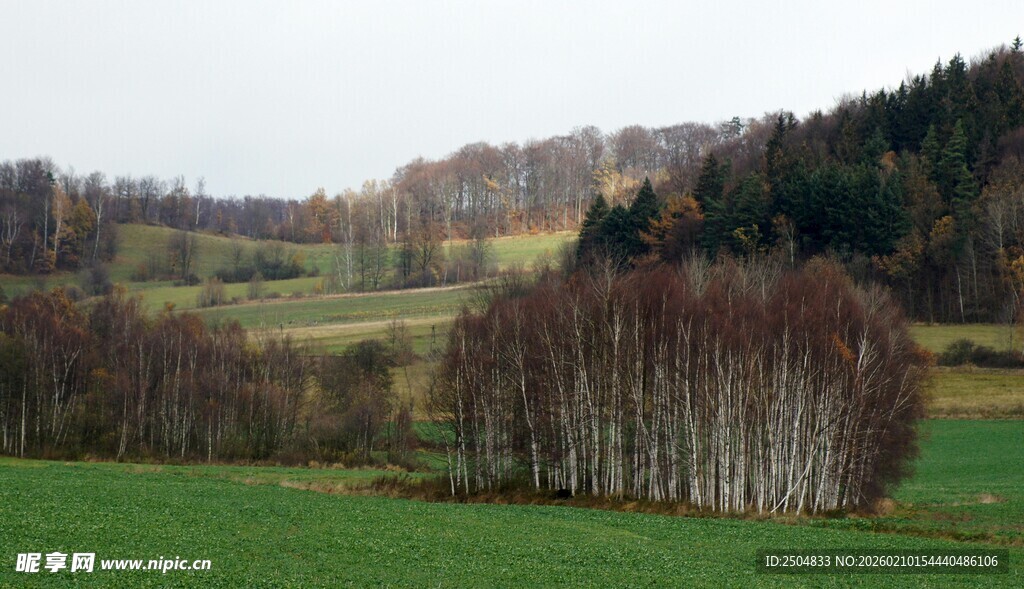 田野间的树林风景
