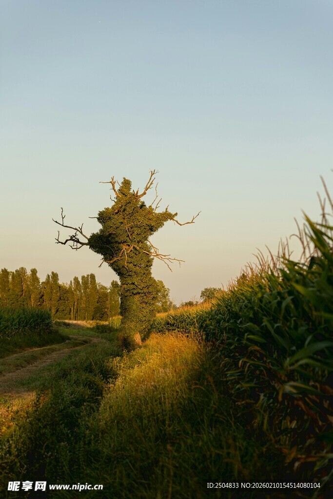 田野中的奇异稻草人