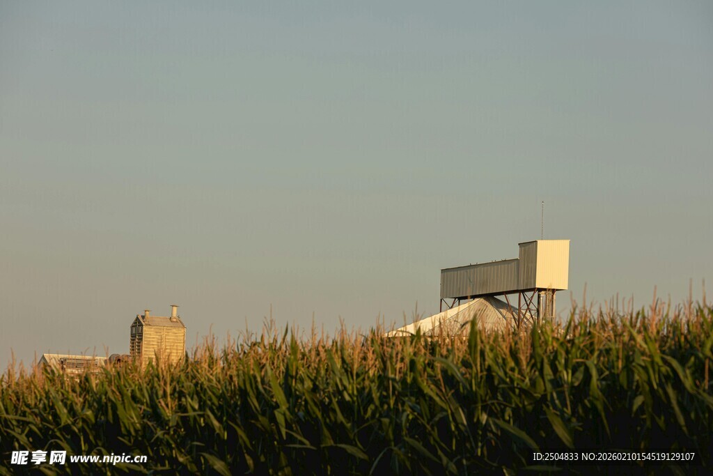 黄昏下的玉米田与远处设施