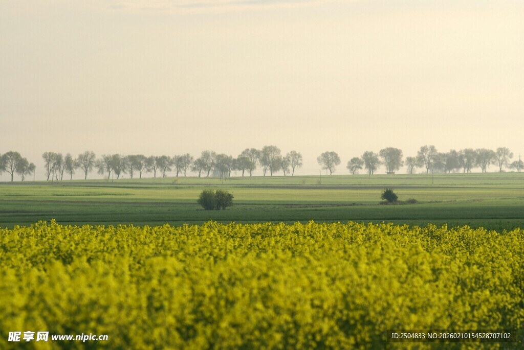 金黄油菜花田的田园风光